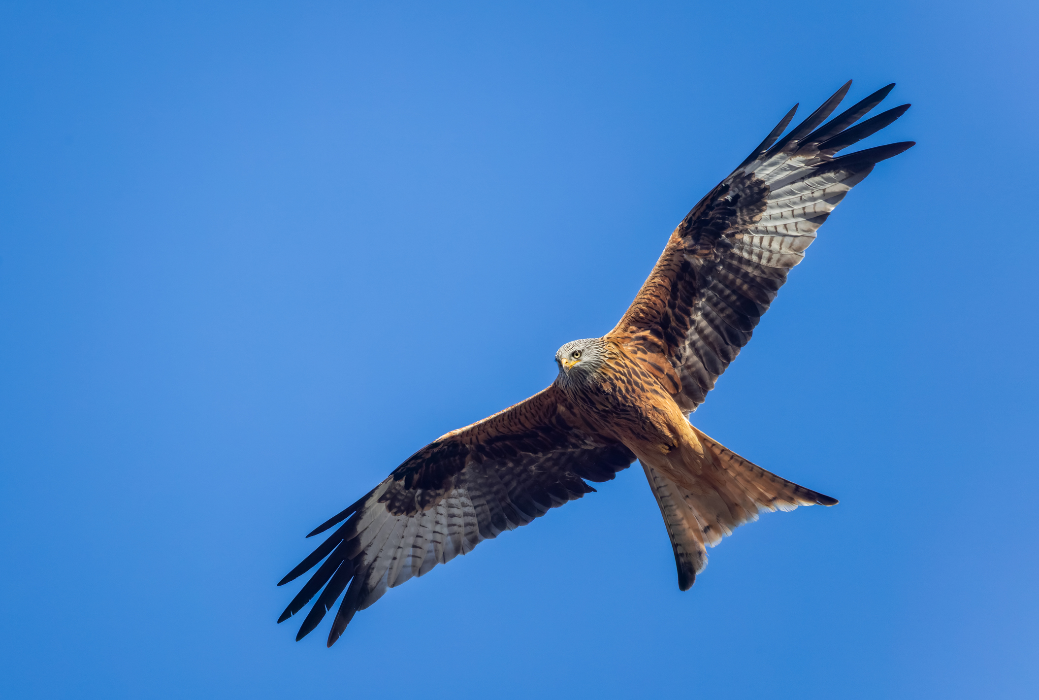 Nouvelle condamnation pour empoisonnement de rapaces