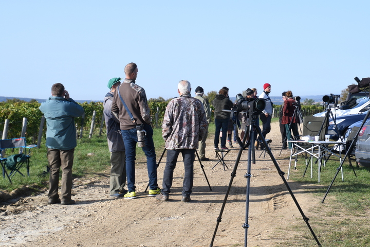 Eurobirdwatch : Journée européenne de la migration à Bouhy