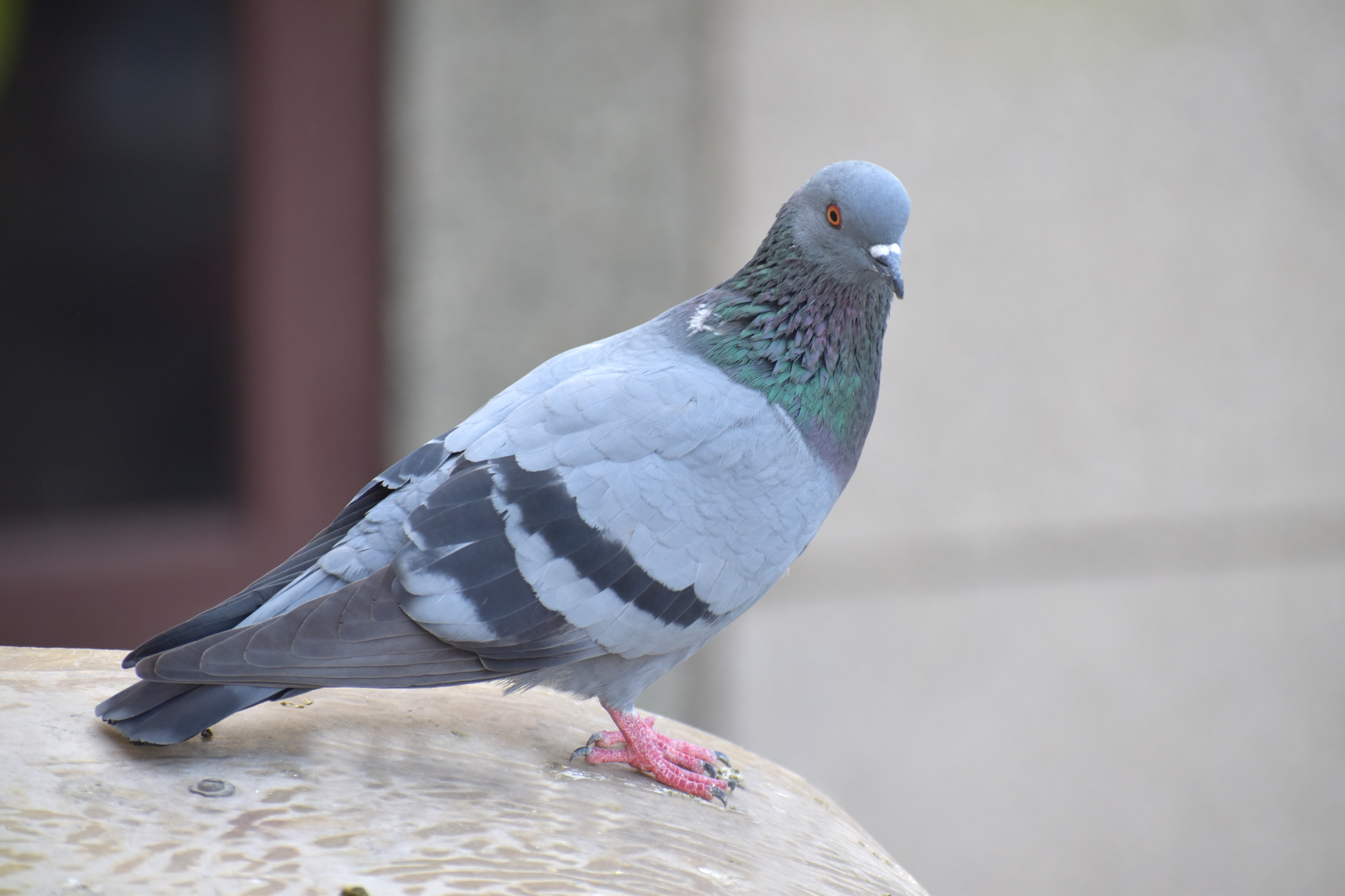 Pigeon de ville (Columba livia domestica)