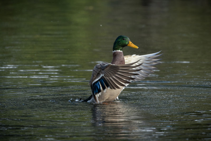 Canard colvert sortant de l'eau