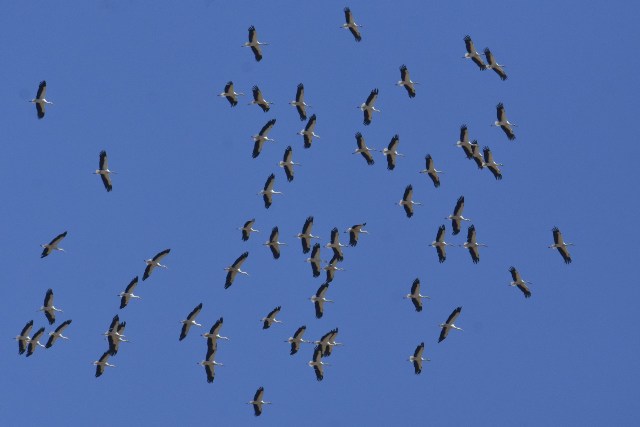 Migration des oiseaux sur le site de Brassoir (EuroBirdwatch)