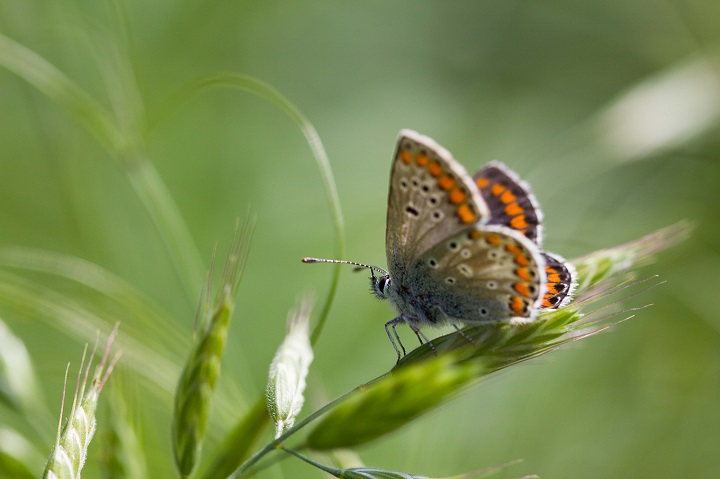 Découverte des papillons