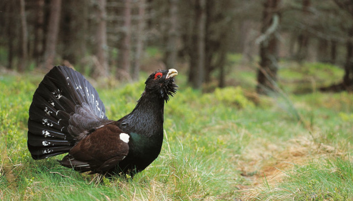 Il faut évidemment interdire la chasse du Grand tétras
