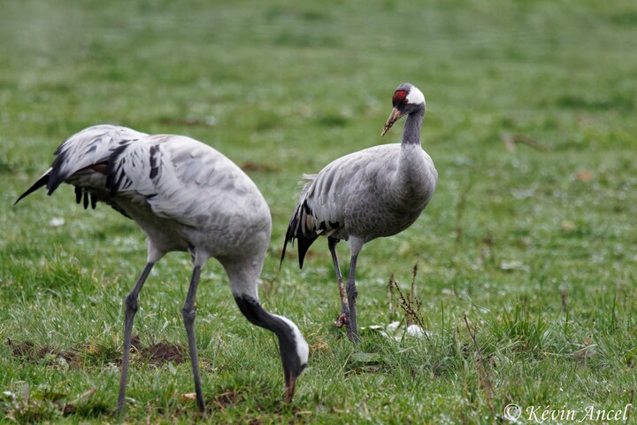 Festi'grues au château de Meauce