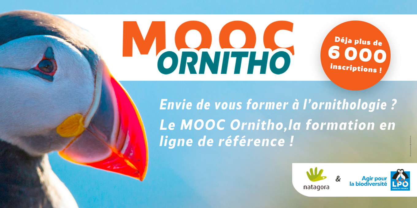 Envie de vous former à l’ornithologie ?