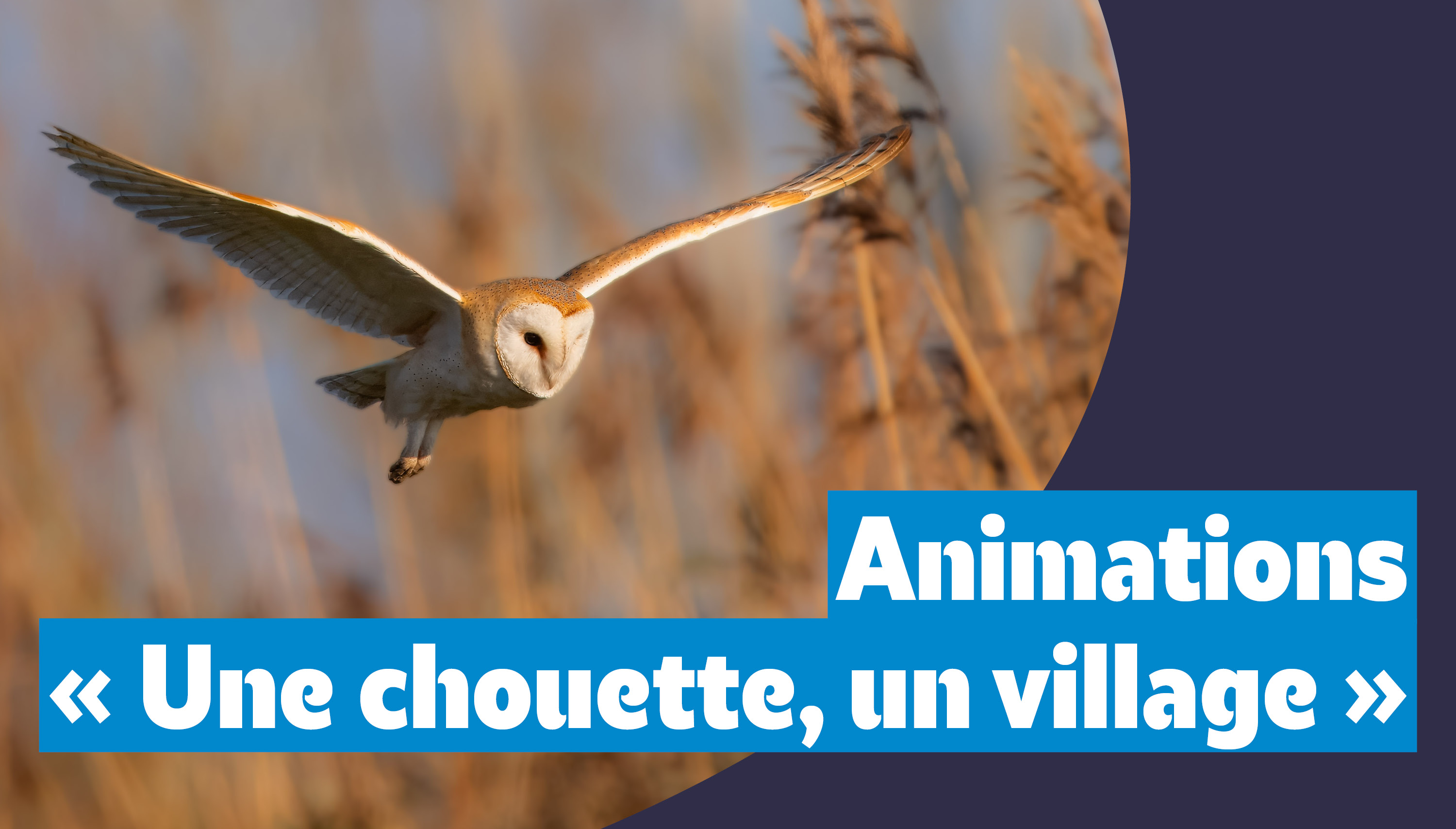 Une chouette, un village : à la découverte des rapaces nocturnes