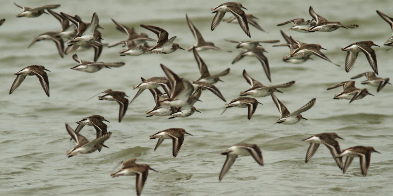 Bécasseau variable en vol à la réserve naturelle de Moëze-Oléron