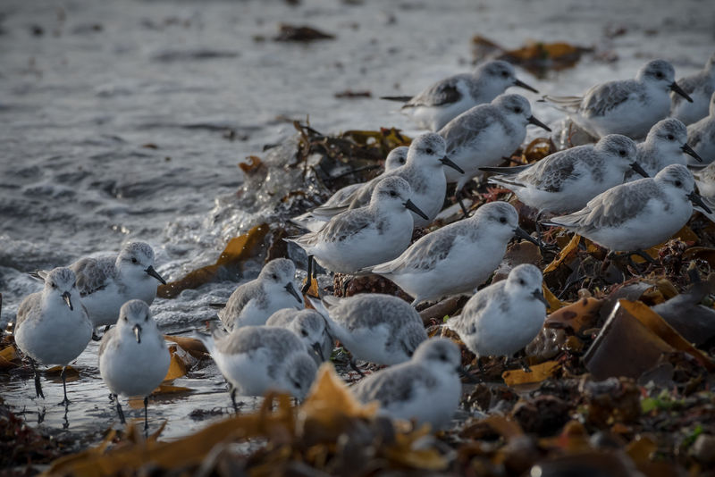 Groupe de bécasseaux sanderling