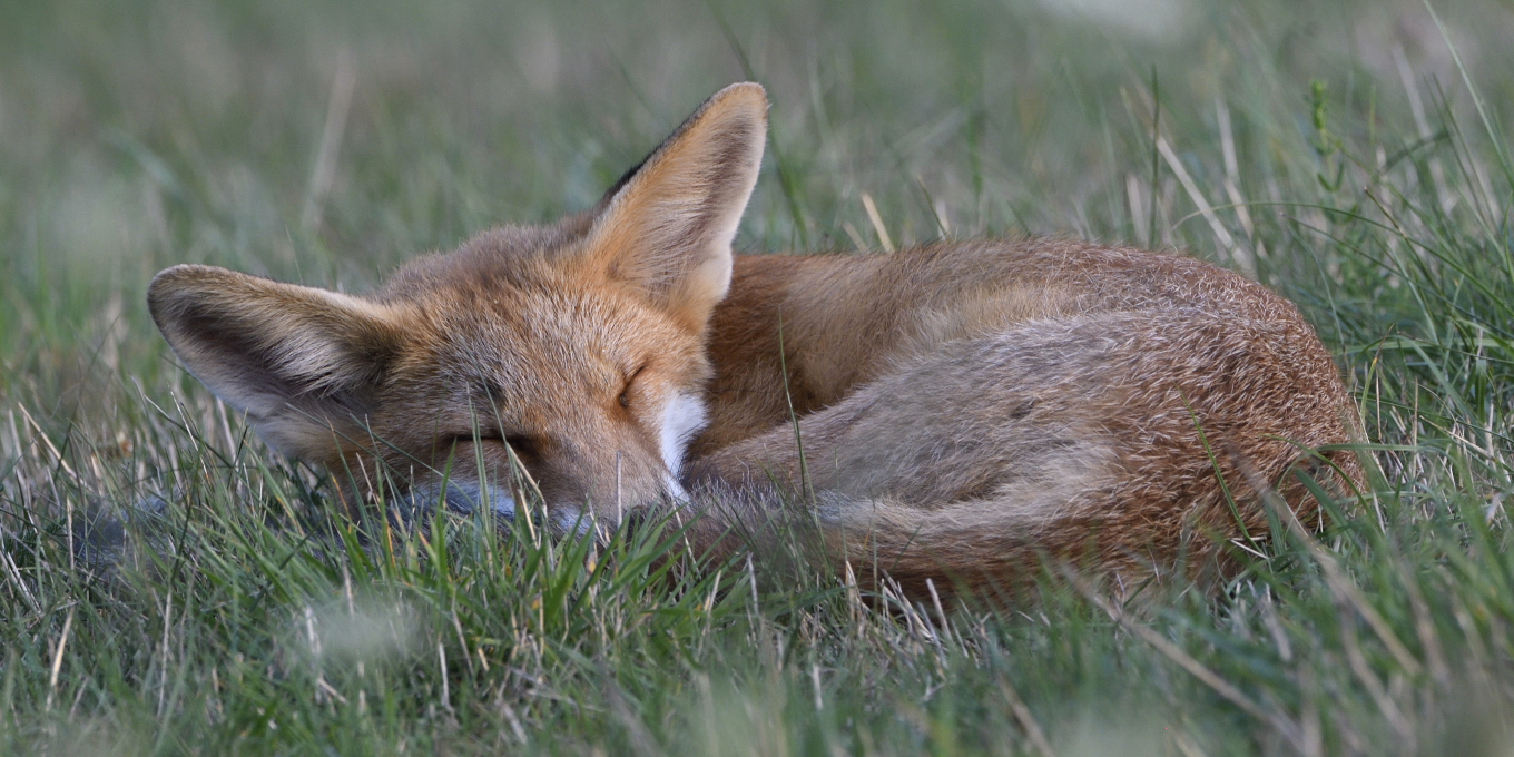 Renard roux en train de dormir dans l'herbe