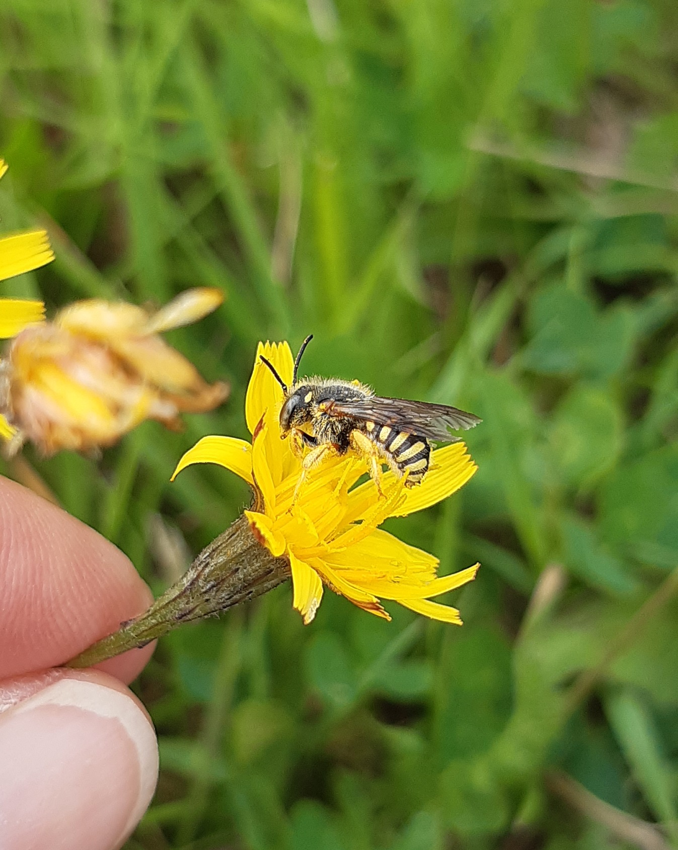 Safari Junior Lumière sur les abeilles