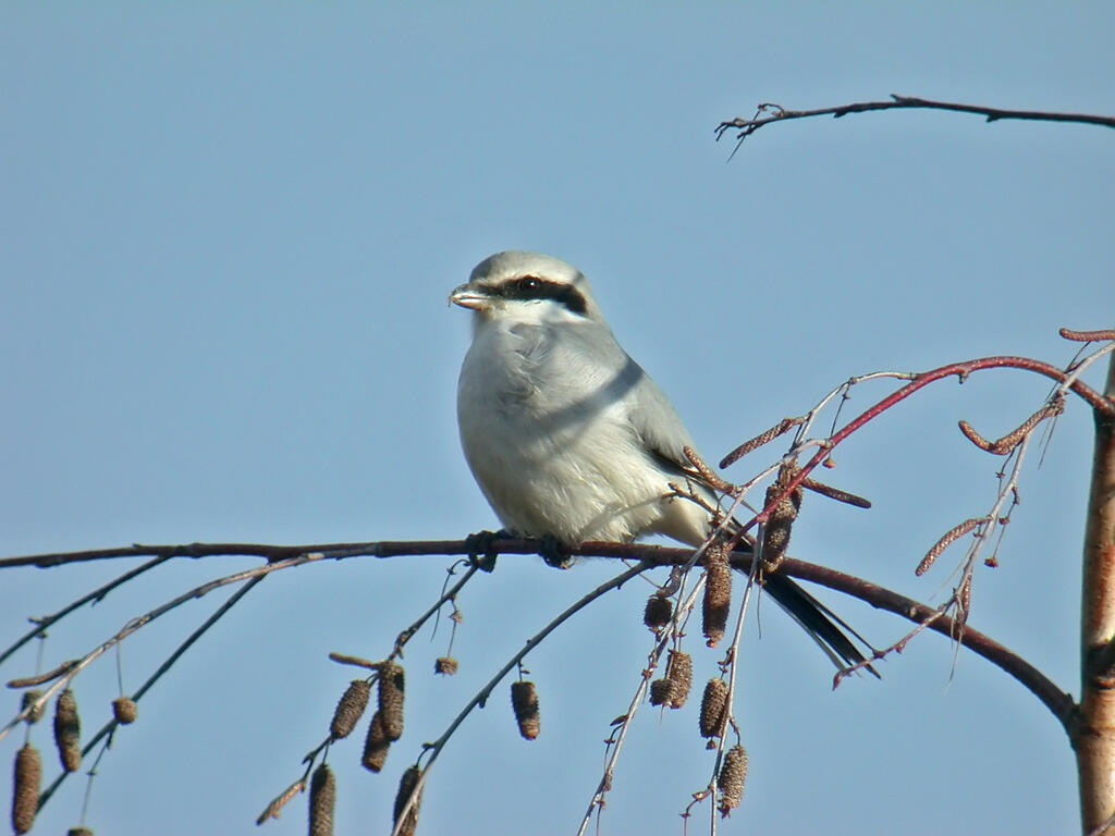 Enquête Pie-grièche grise dans les Combrailles (1er passage)
