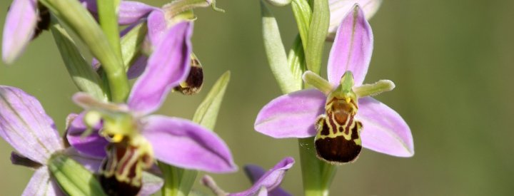 Ophrys abeille (Ophrys apifera)