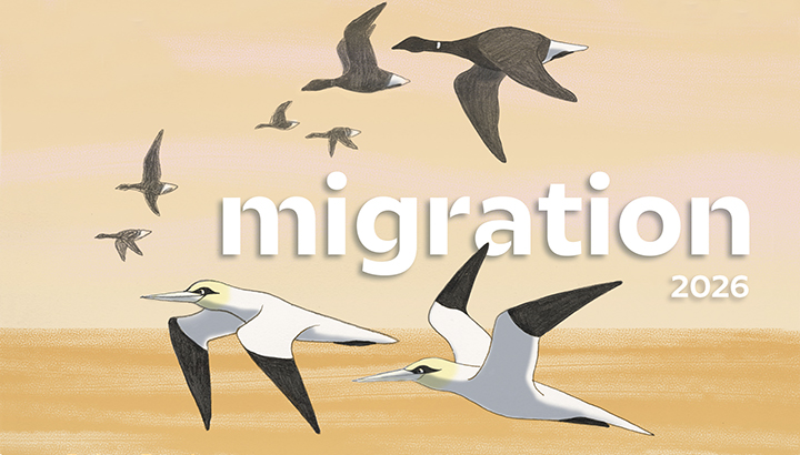 Festival de la migration