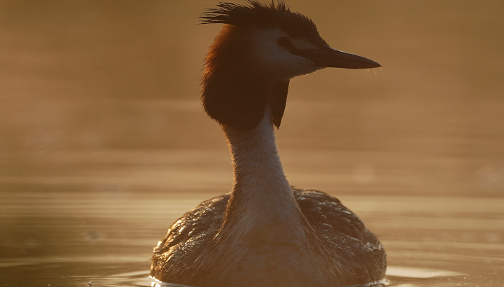 Acquisition d’une grande partie des marais de Mazerolles, un site stratégique pour l’eau, la biodiversité et les territoires