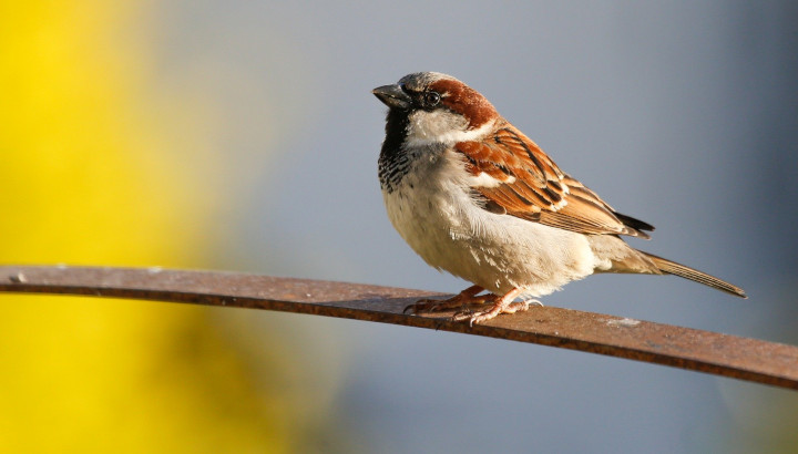 moineau par schauhi (Pixabay)