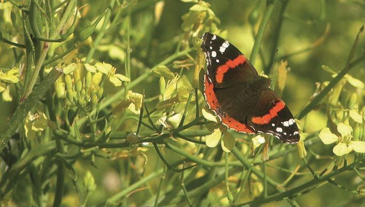 Festival Faire autrement