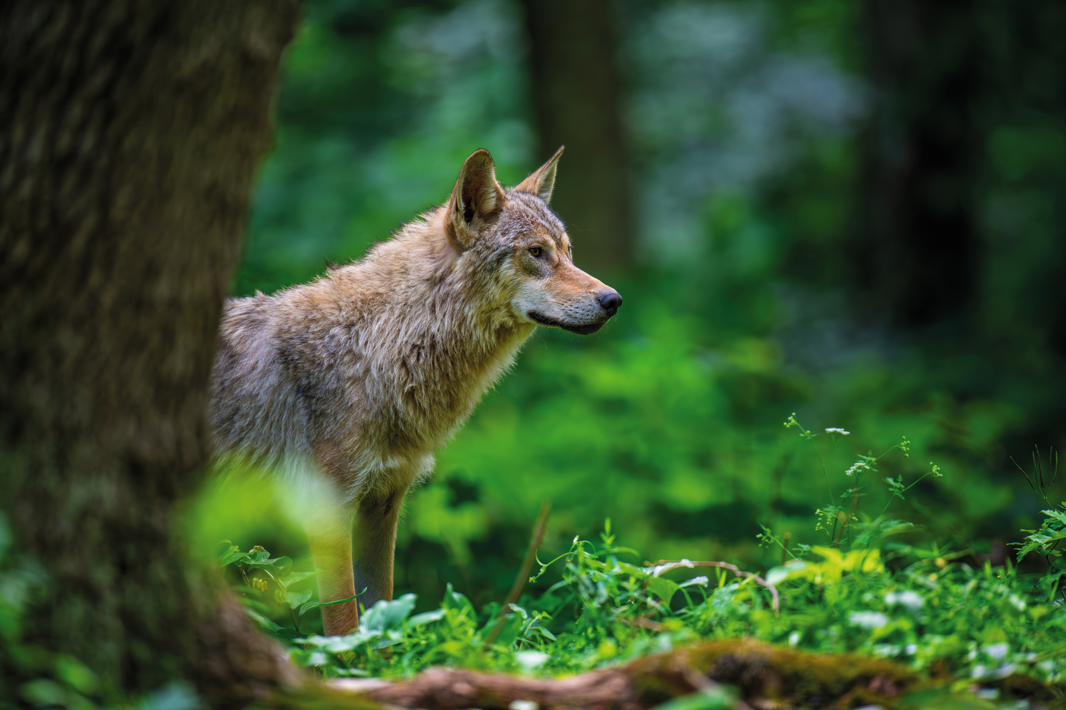 Tirs des loups : l'État piétine les engagements internationaux de la France