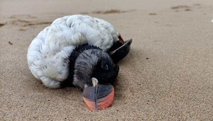 Plusieurs centaines d’oiseaux morts échoués du Finistère au Portugal