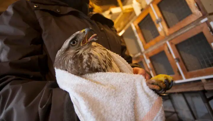 Centres de soins pour la faune sauvage : une aide salutaire dans l’attente d’un soutien pérenne indispensable