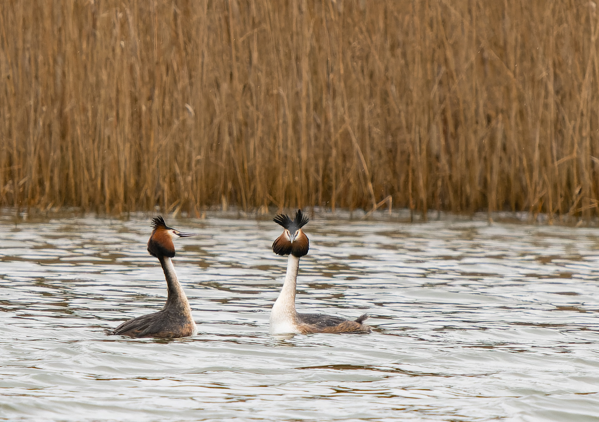 A la rencontre des oiseaux du marais de Fretin.
