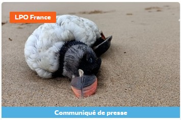 oiseaux morts échoués