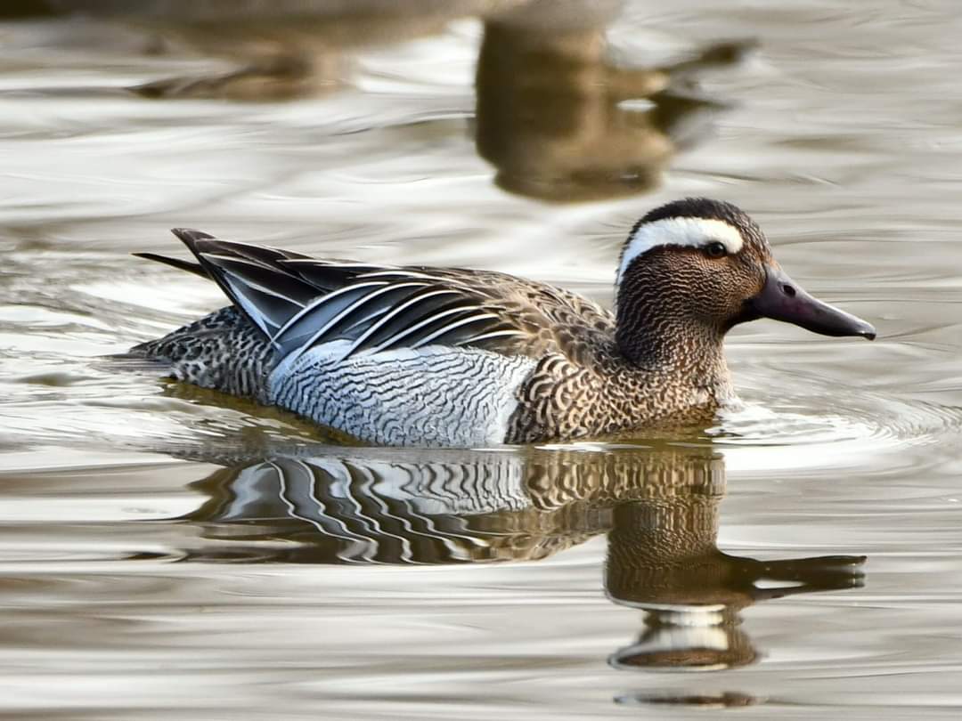 Les oiseaux du Pré inondé d'Ypres.