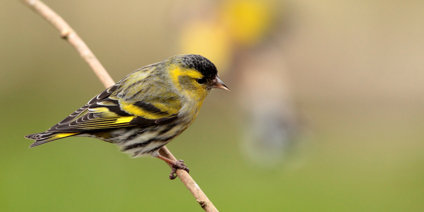 Tarin des aulnes - LPO (Ligue pour la Protection des Oiseaux) - Agir pour  la biodiversité