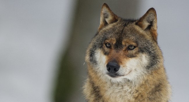 Les ONGs quittent le Groupe National Loup