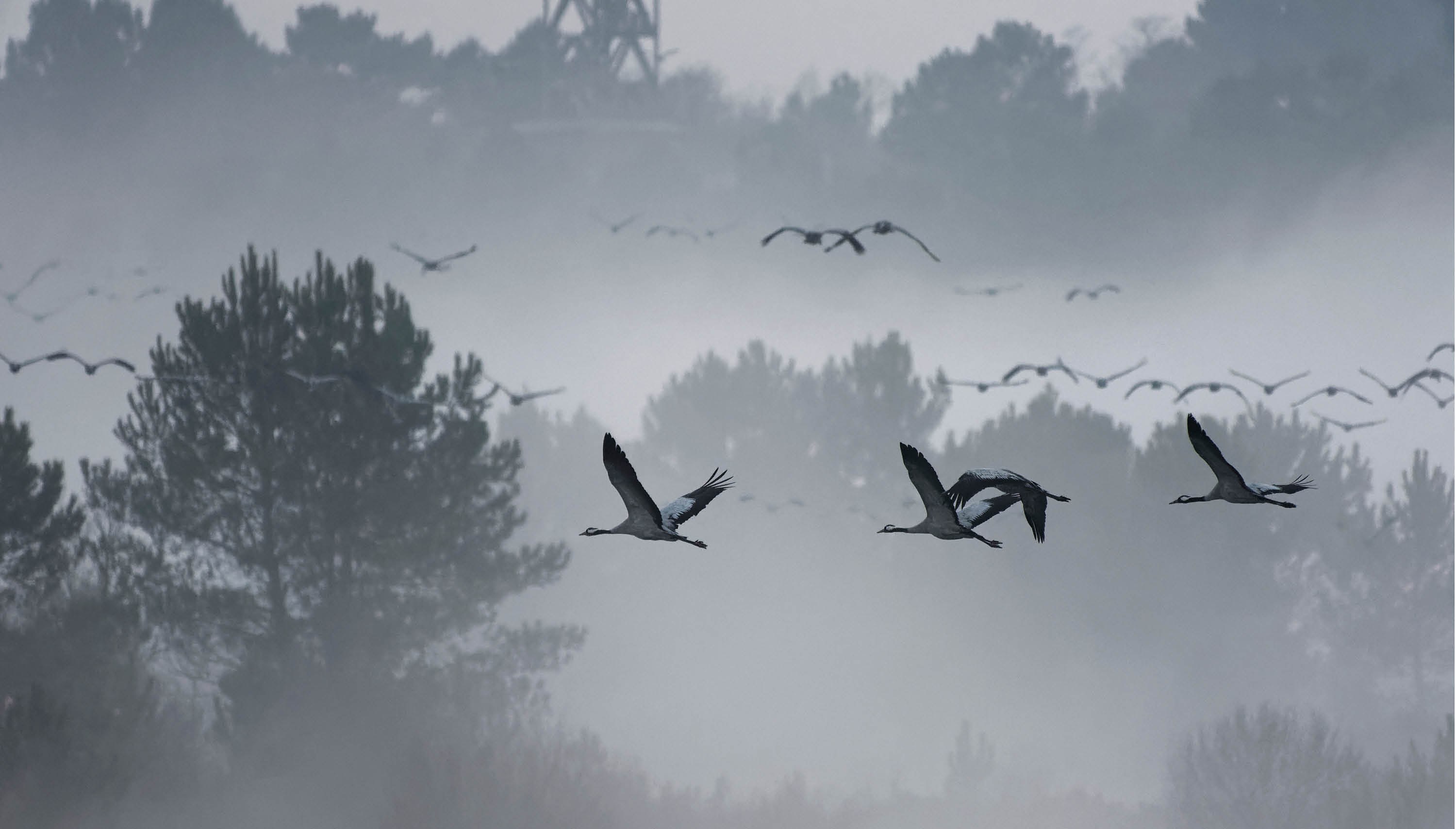 Observation des Grues cendrées
