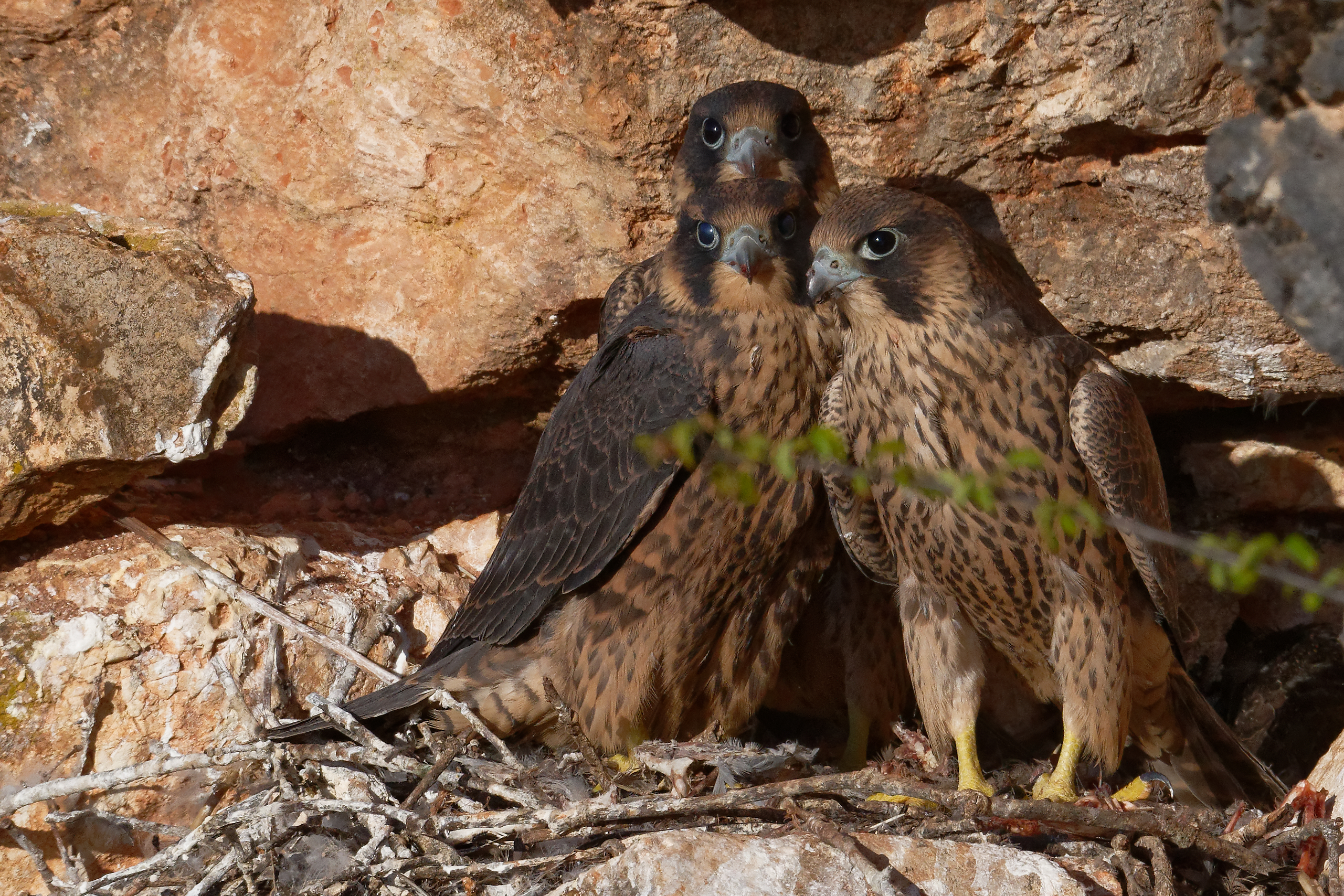 Faucon pèlerin et Accenteur alpin en Vallée du Célé