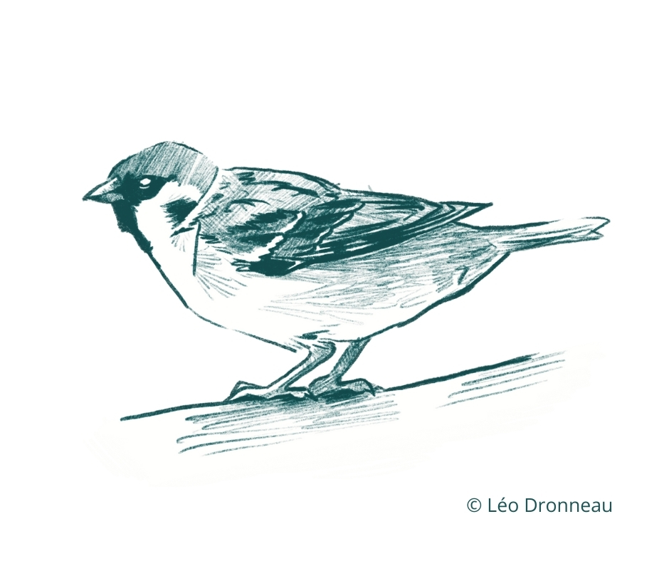 EPOC - Enquête de populations d'oiseaux communs