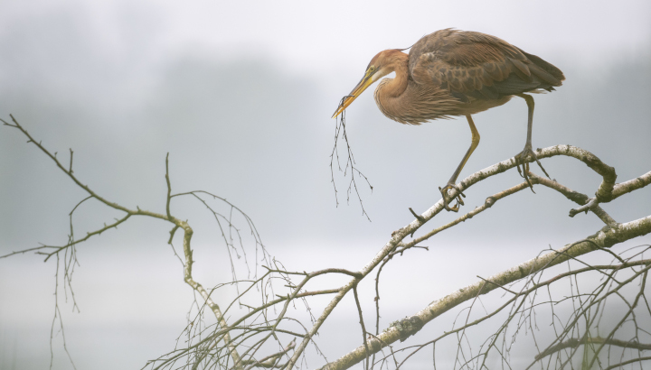 Résultats du concours de la photo d'oiseau 2021