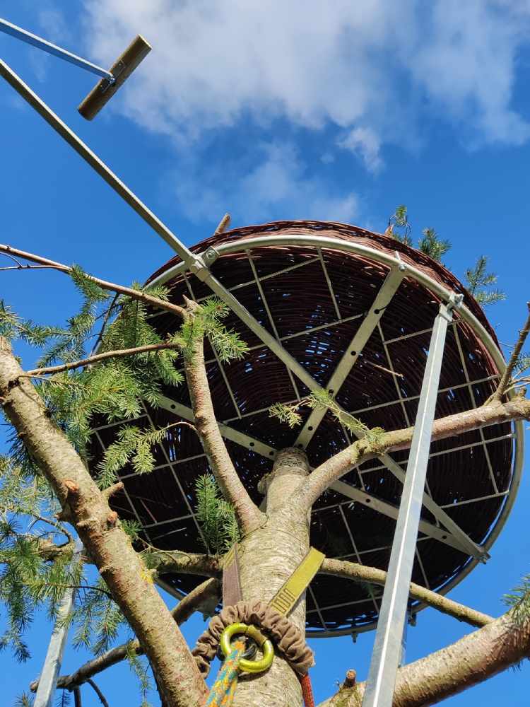 Une plateforme pour favoriser l’installation du Balbuzard pêcheur en Champagne humide