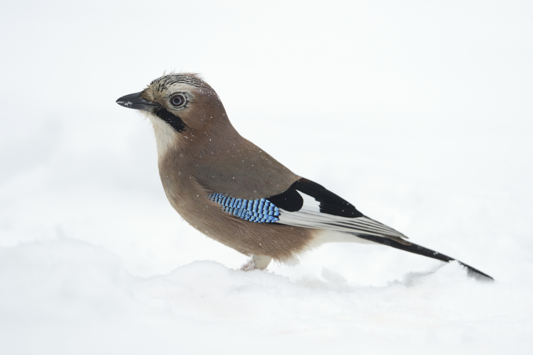 Geai des chênes posé dans la neige