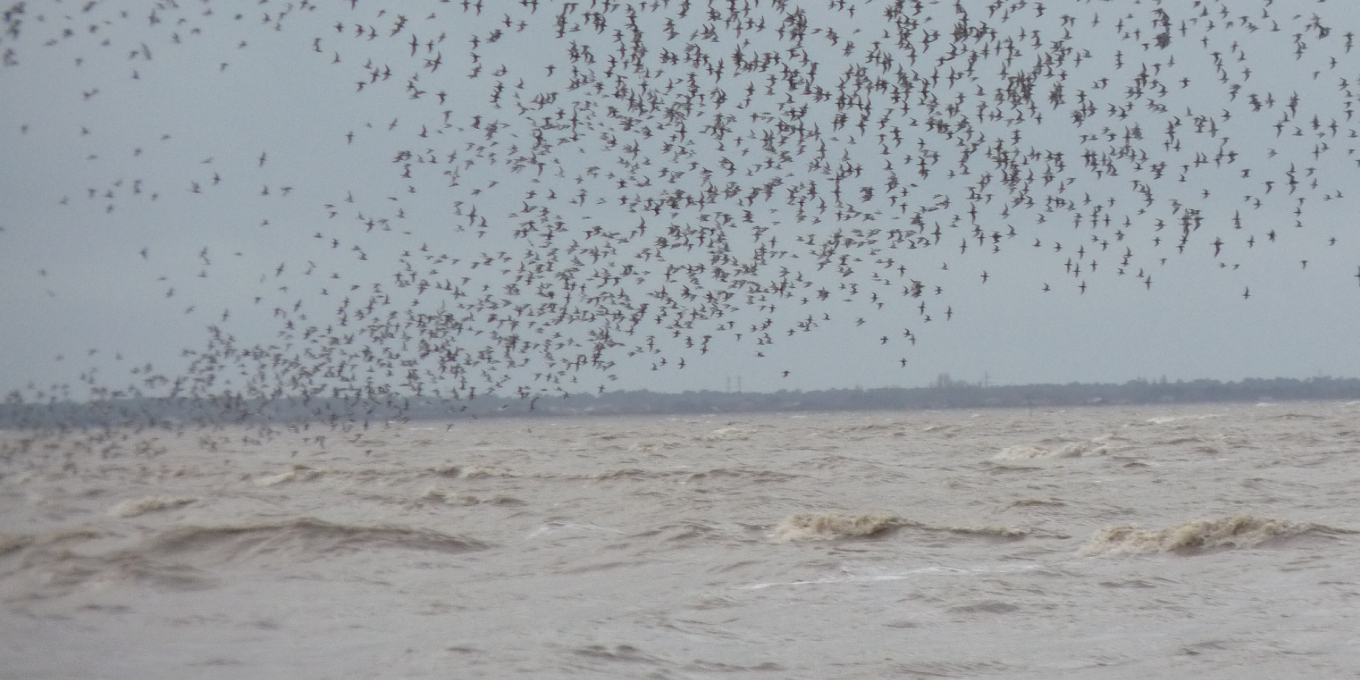 Les oiseaux de la réserve naturelle de Moëze-Oléron-RNNMO-LPO