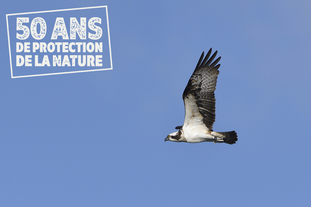 Balbuzard_pecheur_-_Fabrice_Cahez_tampon