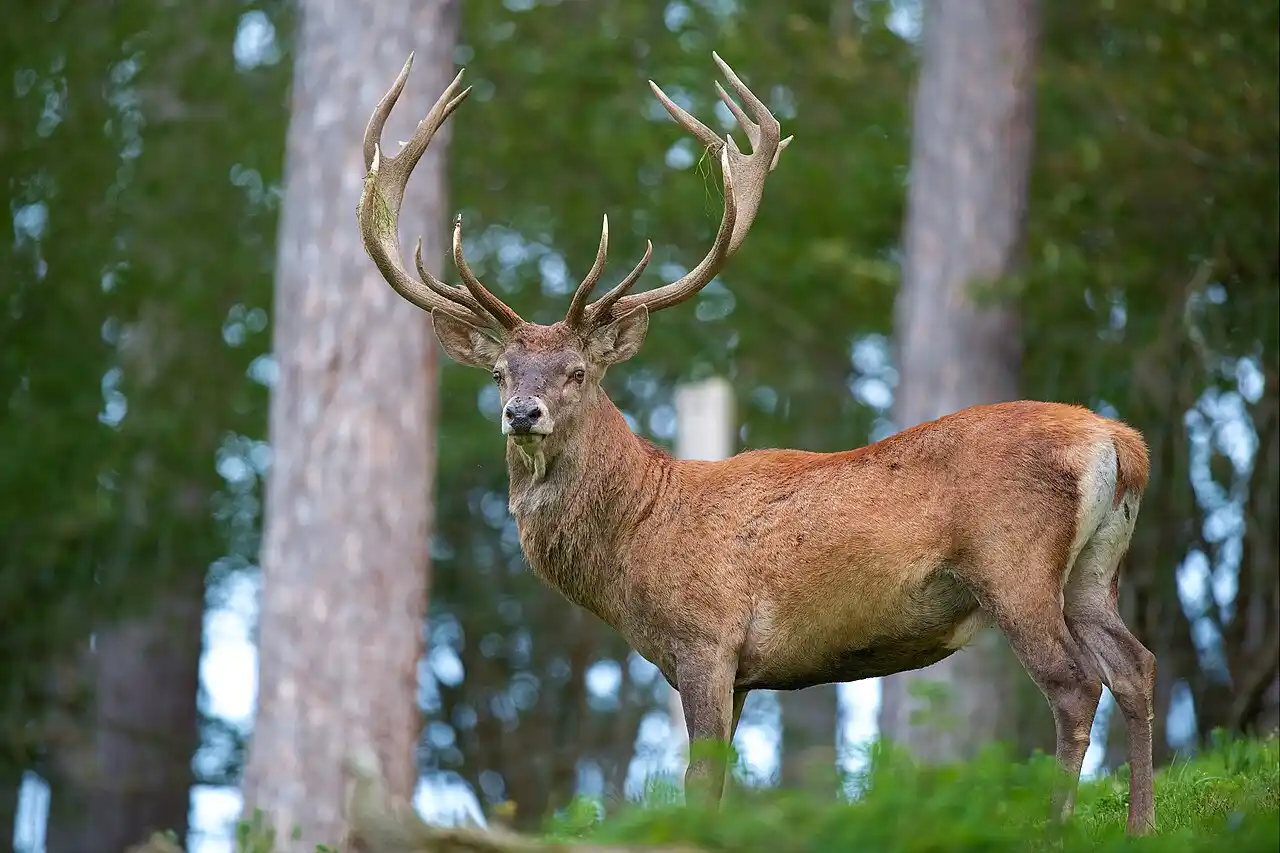 Brame du cerf