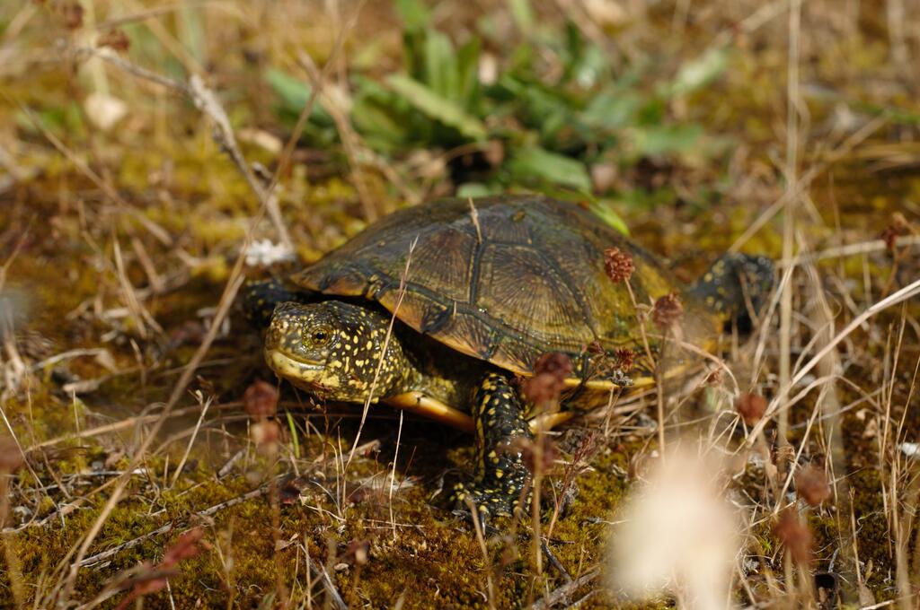 Parlons Nature : La Cistude d’Europe (Emys orbicularis), une tortue Limousine !