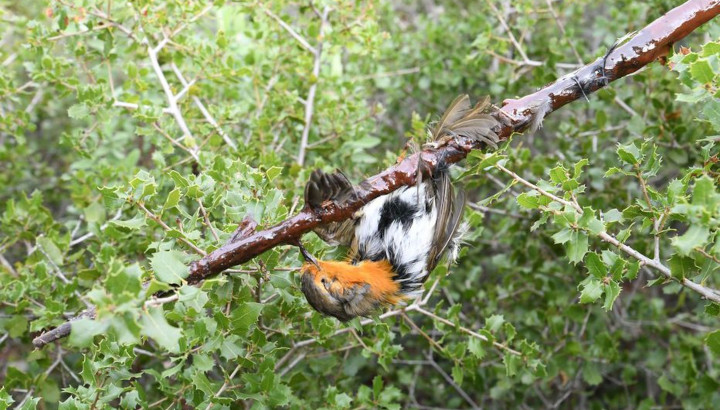Rougegorge, espèce protégée, tué par un piège à glu