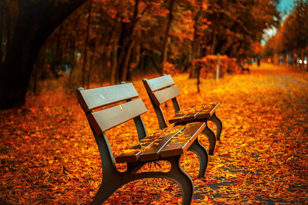 Banc sous feuilles d'automne