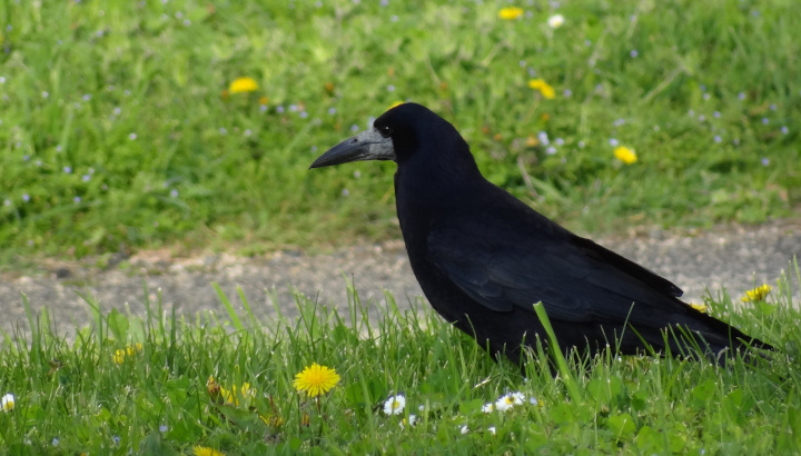 En novembre sur RCF : le tribunal des corvidés