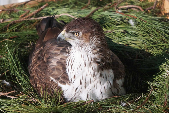 Aigle de Bonelli au nid  © Christian Pacteau