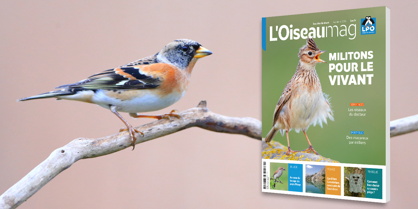 L’OISEAU MAG n°164 : cet automne, militons pour le vivant !