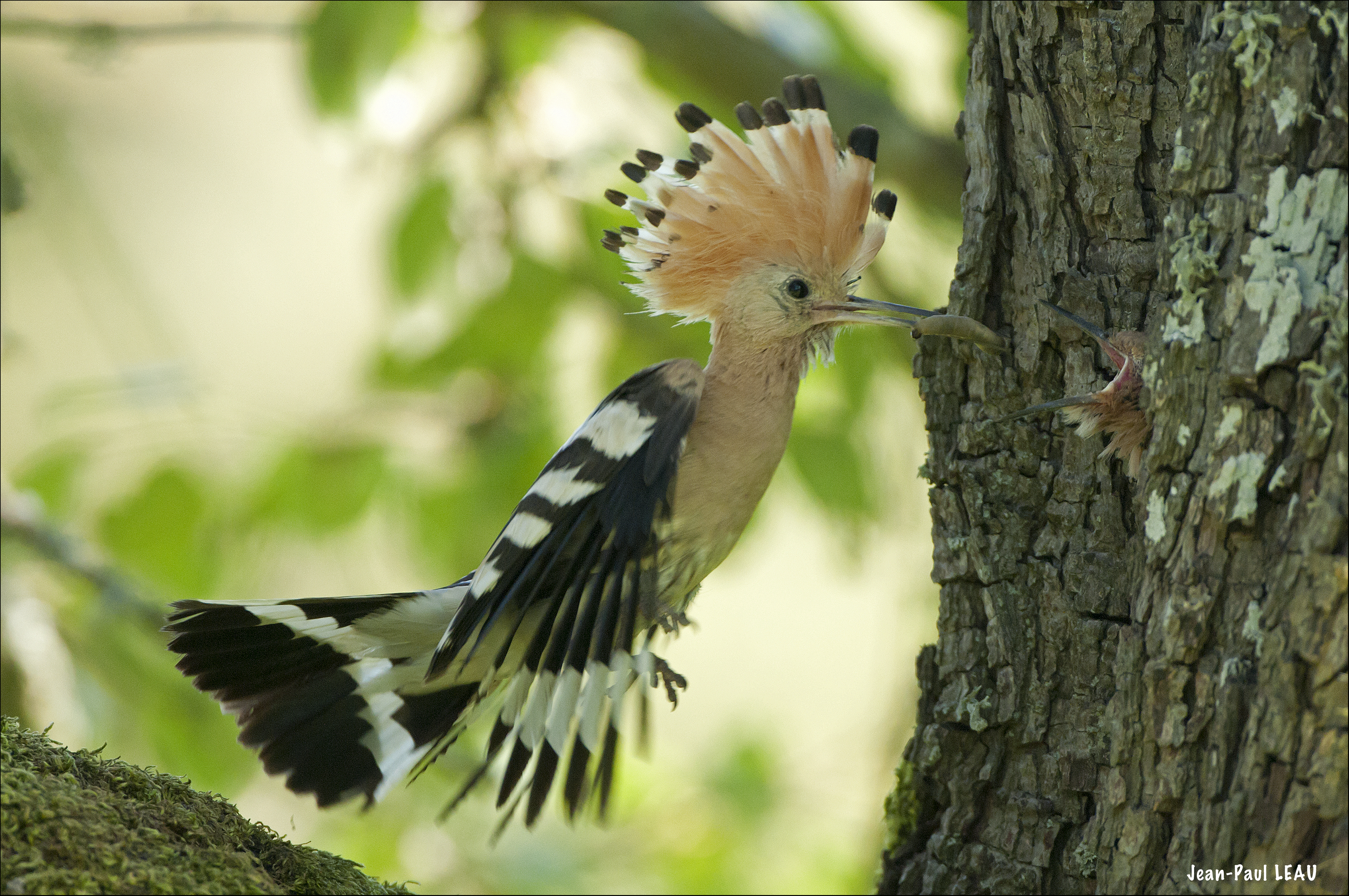 Conférence Biodiversité des villes et villages