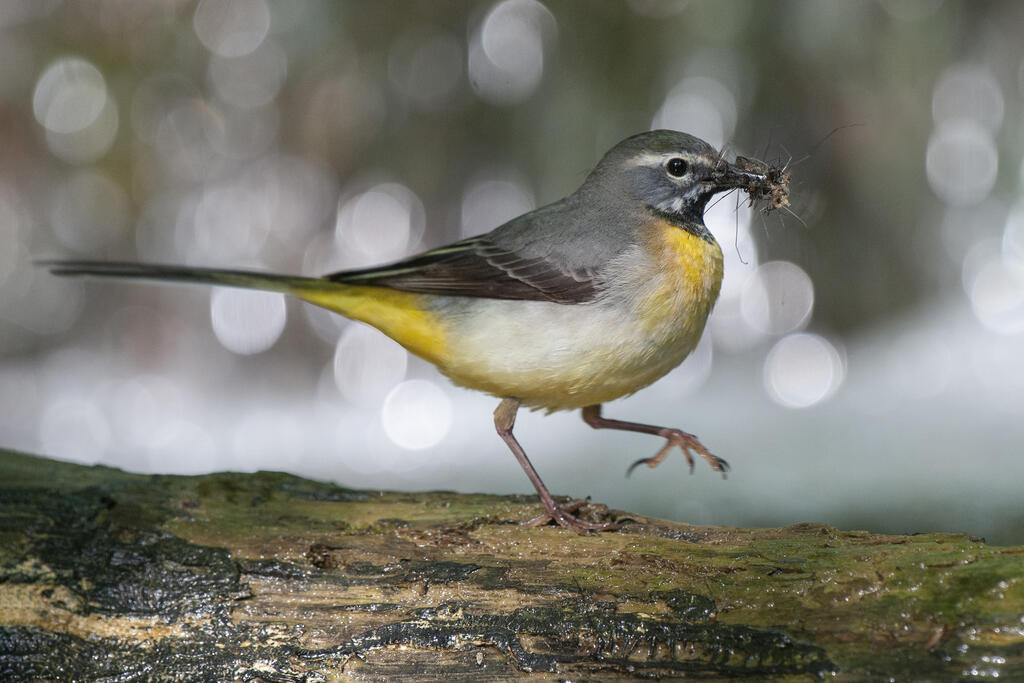 Sortie « Bords de Vienne »