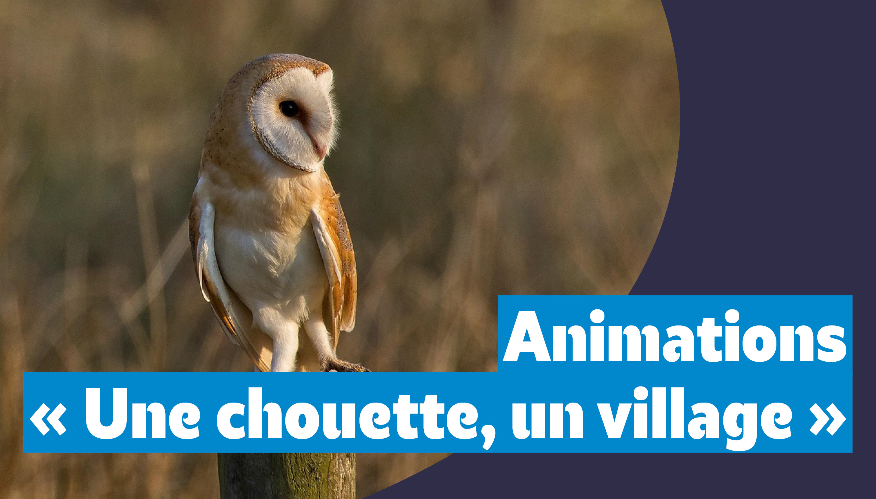 Une chouette, un village : à la découverte des rapaces nocturnes