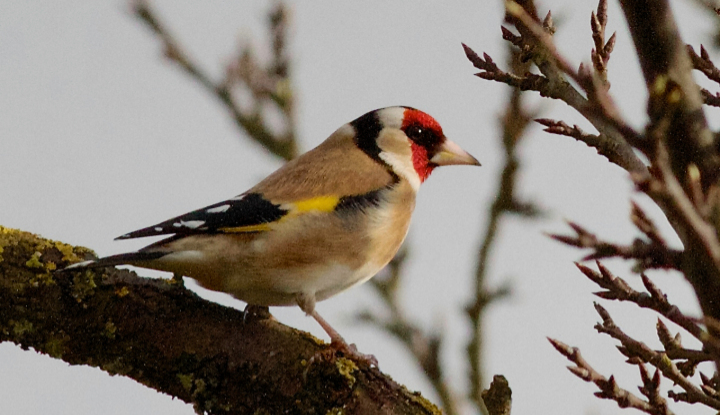 Chardonneret élégant