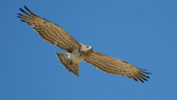 L'Aigle mangeur de serpents : le Circaète Jean-le-Blanc