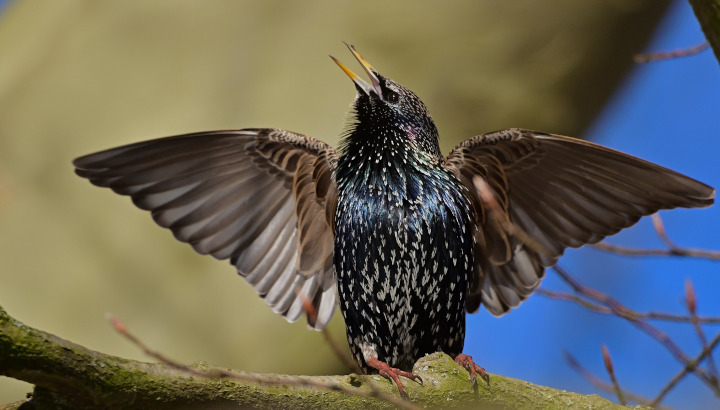 Etourneau sansonnet posé sur une branche, les ailes déployées