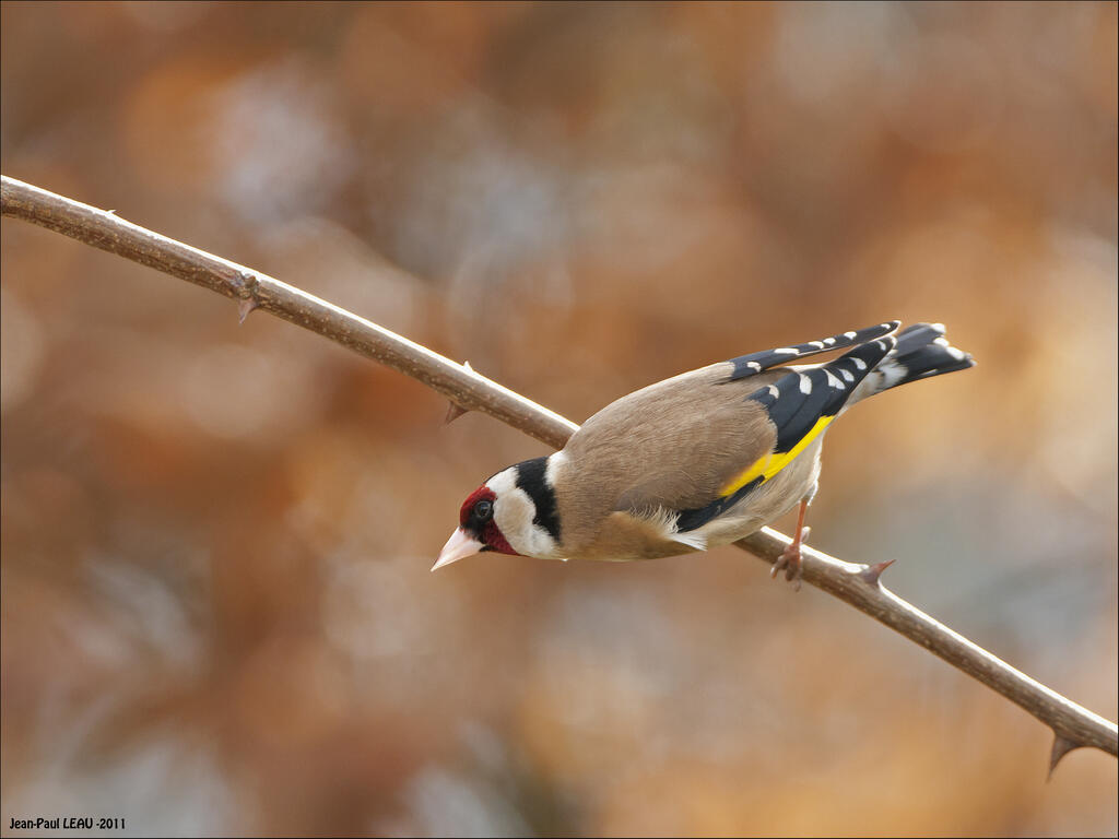 Sortie Nature à Aixe-sur-Vienne